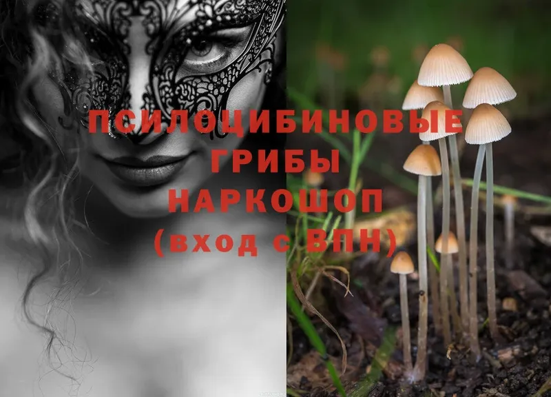 Псилоцибиновые грибы Psilocybe  Волхов 